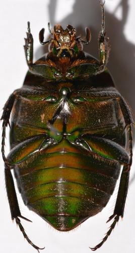 Coptomia compacta